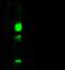 Carbonic Anhydrase 12 antibody, GTX02237, GeneTex, Western Blot image 