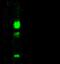 Carbonic anhydrase 12 antibody, GTX02237, GeneTex, Western Blot image 