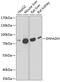 Enoyl-CoA Hydratase And 3-Hydroxyacyl CoA Dehydrogenase antibody, 15-015, ProSci, Western Blot image 