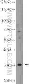 Carbohydrate Sulfotransferase 8 antibody, 16426-1-AP, Proteintech Group, Western Blot image 