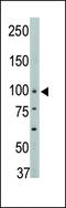 Protein Tyrosine Phosphatase Non-Receptor Type 3 antibody, LS-C101002, Lifespan Biosciences, Western Blot image 