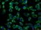 Growth Factor Receptor Bound Protein 7 antibody, 10045-1-Ig, Proteintech Group, Immunofluorescence image 