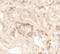 KN motif and ankyrin repeat domain-containing protein 1 antibody, 7307, ProSci Inc, Immunohistochemistry paraffin image 