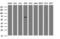 PDZ And LIM Domain 5 antibody, LS-C173815, Lifespan Biosciences, Western Blot image 
