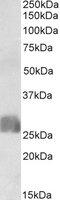 CAMP Responsive Element Binding Protein 3 Like 2 antibody, MBS423185, MyBioSource, Western Blot image 
