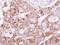 Ubiquitin Recognition Factor In ER Associated Degradation 1 antibody, PA5-22037, Invitrogen Antibodies, Immunohistochemistry frozen image 
