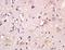 Glycoprotein M6B antibody, orb157286, Biorbyt, Immunohistochemistry paraffin image 