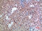 CMRF35-like molecule 7 antibody, GTX34215, GeneTex, Immunohistochemistry paraffin image 