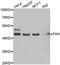 Fumarylacetoacetate Hydrolase antibody, A6586, ABclonal Technology, Western Blot image 