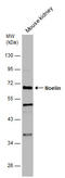 Olfactomedin 1 antibody, GTX133262, GeneTex, Western Blot image 