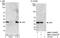 Eukaryotic Translation Initiation Factor 6 antibody, NBP1-52641, Novus Biologicals, Western Blot image 