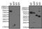 Human IgE antibody, NBP1-78601, Novus Biologicals, Western Blot image 