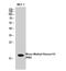 Histone H3 antibody, STJ90113, St John