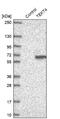 Tektin 4 antibody, NBP2-13425, Novus Biologicals, Western Blot image 