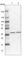 5-Phosphohydroxy-L-Lysine Phospho-Lyase antibody, HPA036461, Atlas Antibodies, Western Blot image 