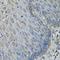 Interleukin 1 Alpha antibody, LS-C746775, Lifespan Biosciences, Immunohistochemistry frozen image 