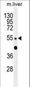 Zinc Finger Protein 672 antibody, LS-C160933, Lifespan Biosciences, Western Blot image 