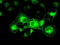 Crystallin Alpha B antibody, TA500583, Origene, Immunofluorescence image 