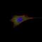 BCL2 antibody, NBP2-22170, Novus Biologicals, Immunofluorescence image 