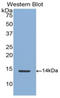 Cellular Communication Network Factor 2 antibody, LS-C301627, Lifespan Biosciences, Western Blot image 