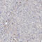 Diacylglycerol kinase alpha antibody, HPA041645, Atlas Antibodies, Immunohistochemistry paraffin image 