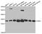 Proteasome Activator Subunit 1 antibody, A5358, ABclonal Technology, Western Blot image 