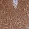 Dihydrouridine Synthase 2 antibody, NBP1-91853, Novus Biologicals, Immunohistochemistry frozen image 