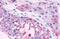 MAS1 Proto-Oncogene, G Protein-Coupled Receptor antibody, MBS244820, MyBioSource, Immunohistochemistry paraffin image 