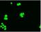 BCL2 Like 1 antibody, NBP2-70247, Novus Biologicals, Immunofluorescence image 