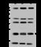 Vesicle Associated Membrane Protein 7 antibody, 204004-T36, Sino Biological, Western Blot image 