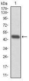 Replication Protein A1 antibody, NBP2-37500, Novus Biologicals, Western Blot image 