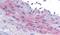 Eukaryotic Translation Initiation Factor 5A antibody, PA5-19191, Invitrogen Antibodies, Immunohistochemistry frozen image 