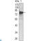 Neurotrophic Receptor Tyrosine Kinase 3 antibody, LS-C812380, Lifespan Biosciences, Western Blot image 