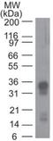 Prostaglandin D2 Receptor 2 antibody, NBP2-19014, Novus Biologicals, Western Blot image 