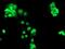 Chimerin 1 antibody, MA5-26054, Invitrogen Antibodies, Immunocytochemistry image 