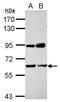 Nuclear Prelamin A Recognition Factor antibody, NBP2-19475, Novus Biologicals, Western Blot image 