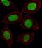 Engrailed Homeobox 1 antibody, PA5-14149, Invitrogen Antibodies, Immunofluorescence image 