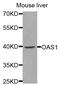 2'-5'-Oligoadenylate Synthetase 1 antibody, PA5-76782, Invitrogen Antibodies, Western Blot image 