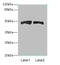 Antizyme Inhibitor 1 antibody, MBS7000710, MyBioSource, Western Blot image 