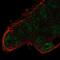 SET And MYND Domain Containing 3 antibody, NBP2-58364, Novus Biologicals, Immunofluorescence image 