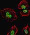 Nucleolin antibody, LS-C164776, Lifespan Biosciences, Immunofluorescence image 