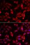 Serpin Family B Member 9 antibody, orb247410, Biorbyt, Immunofluorescence image 