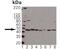 Pyruvate Dehydrogenase Kinase 1 antibody, orb89069, Biorbyt, Western Blot image 