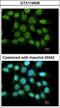 LRAT Domain Containing 1 antibody, GTX116408, GeneTex, Immunocytochemistry image 