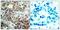Cell Division Cycle 25C antibody, GTX50689, GeneTex, Immunohistochemistry paraffin image 
