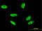 H2A Histone Family Member X antibody, LS-C197392, Lifespan Biosciences, Immunofluorescence image 