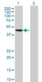 Aryl Hydrocarbon Receptor Interacting Protein Like 1 antibody, H00023746-M04, Novus Biologicals, Western Blot image 