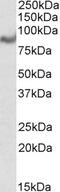 Acylglycerol Kinase antibody, 45-202, ProSci, Western Blot image 