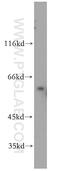 Rhotekin antibody, 12762-1-AP, Proteintech Group, Western Blot image 