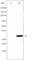 BCL2 Like 1 antibody, abx011695, Abbexa, Western Blot image 